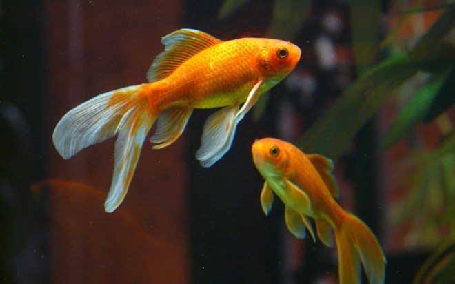 2016-04-29 this-is-water v01