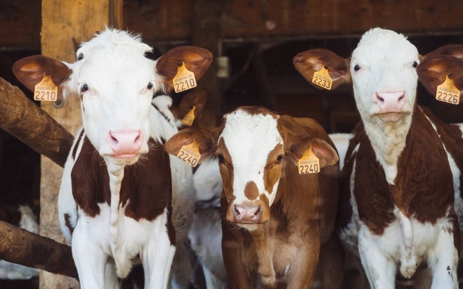 2016-05-07 milch-vermeiden v01